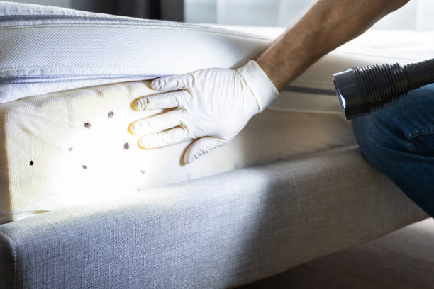 Best Residential Pest Control  in Menomonee Falls, WI