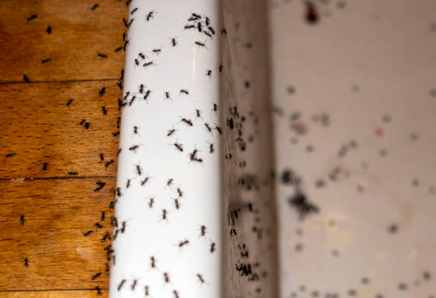 Best Mosquito Control Services  in Menomonee Falls, WI